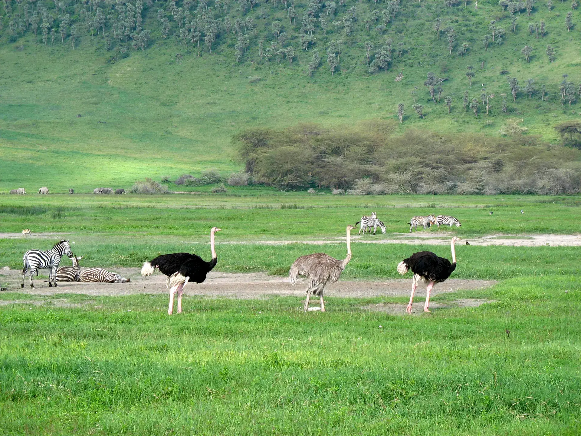 Ngorongoro Crater