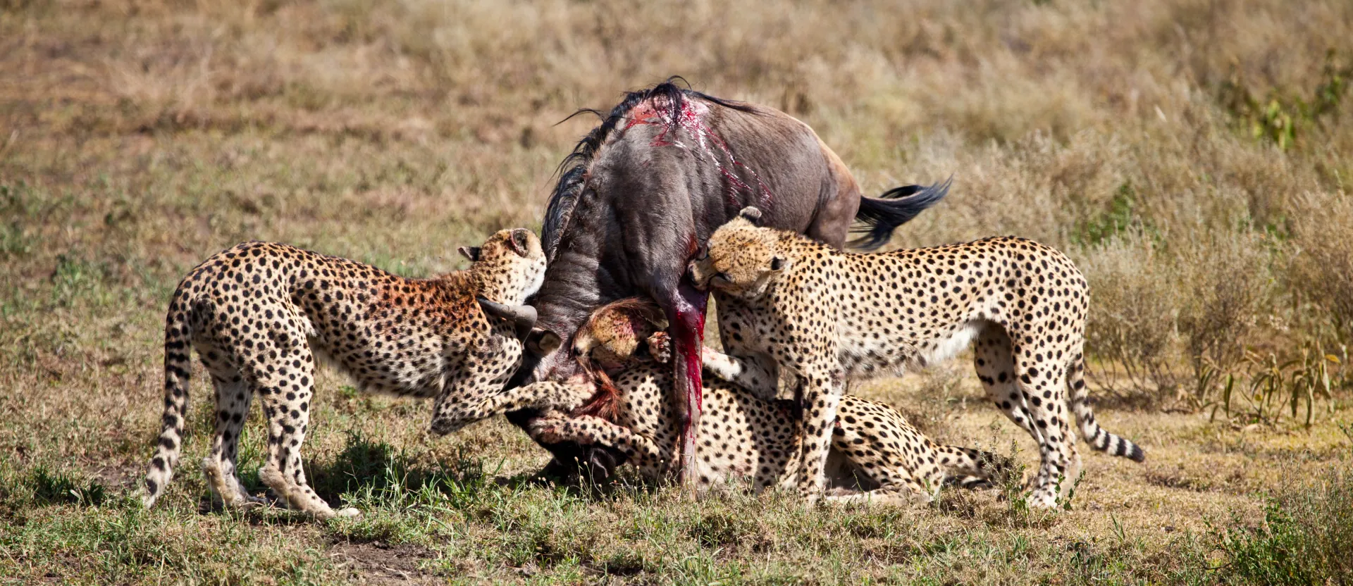 5-Day Big Five Safari